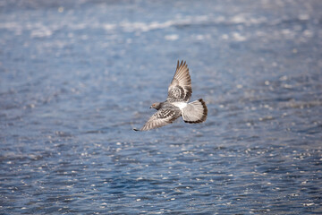 Single flying rock pigeon in flight