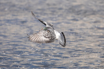 Single flying rock pigeon in flight
