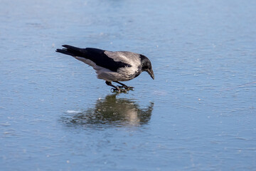Crow, on the ice, close up, in Scotland in the winter