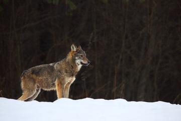 The european wild wolf (Canis lupus lupus) on the snow.