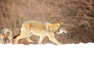 The european wild wolf (Canis lupus lupus) on the snow. The second wolf in the background.