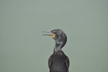 black crowned night heron
