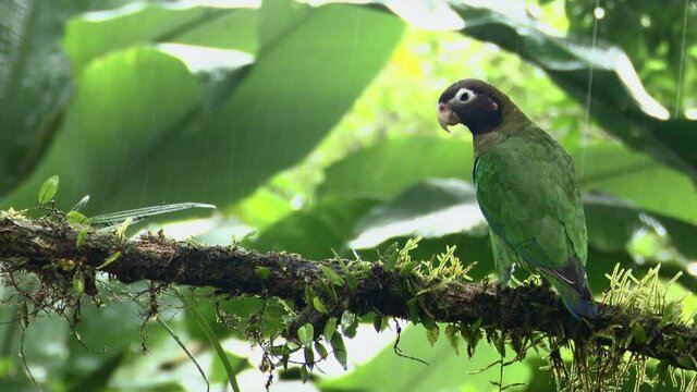 Brown-hooded parrot (Pyrilia haematotis) perched on branch while raining 
