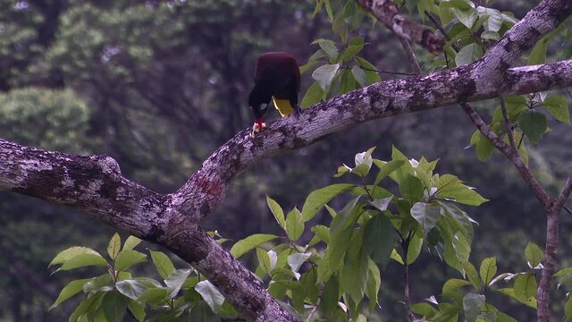 Montezuma Oropendola (Psarocolius montezuma) perched on treestump eating