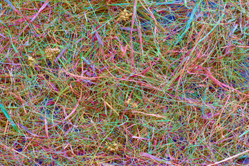 Hay background or texture, dried grass, toned, multicolored, top view