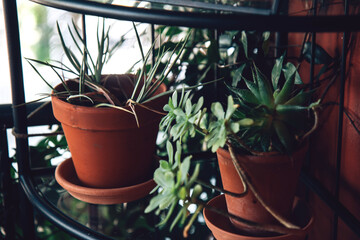 Terracotta flower pots with evergreens on the veranda. Houseplants. Home decor