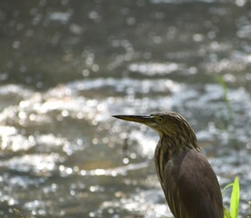 crowned heron