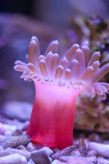 Eine Kupferanemone in einem Meerwasseraquarium.