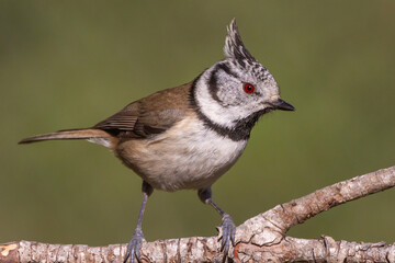 Crested tit perched on a branch of por no with unfocused green background.