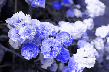 blue rose flowers