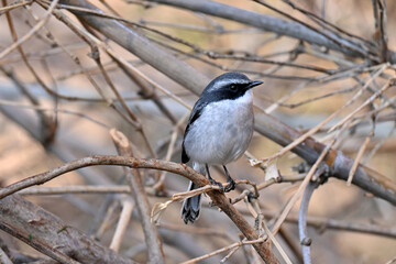 closeup the small white black wagtail birds sitting and holding tree plant branch over out of focus brown background.