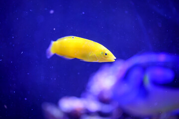 Ein gelber Lippfisch im Meerwasseraquarium. Bei Gefahr verschwinden sie im Sand, Bodengrund.