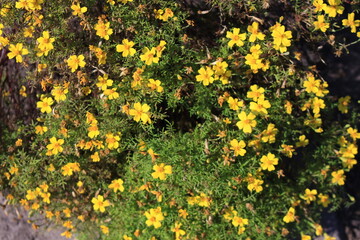 Small yellow flowers bloomed on a bushy plant in late summer