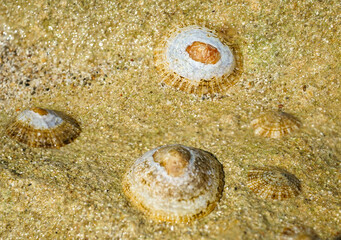 Napfschnecken an einem Felsen im Mittelmeer.