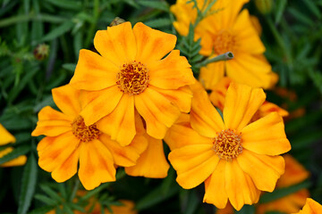 closeup the bunch orange marigold flower with leaves in the garden over out of focus green background.
