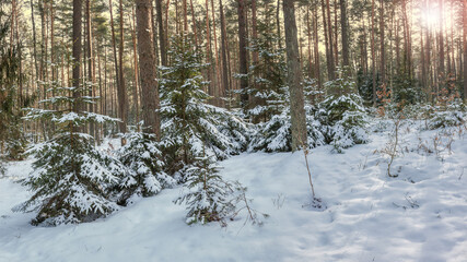 Zimowy krajobraz w lesie na Mazurach w północno-wschodniej Polsce	