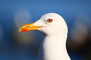 close up of a seagull