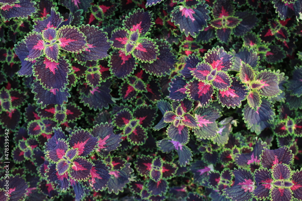 Poster Coleus is a decorative colored nettle. Its colorful leaves will decorate your garden, park or flower bed.