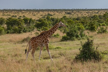 giraffe in the savannah