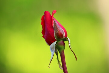 red rose bud