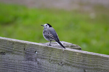 Eine kleine Bachstelze sitzt auf einer hölzenern Brüstung.
