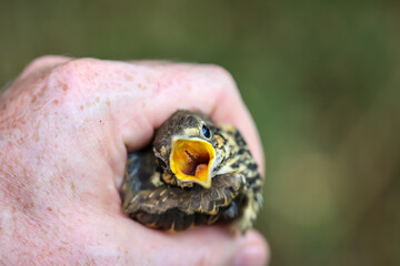 Nahaufnahme einer jungen flüggen Singdrossel, Baby einer Singdrossel.
