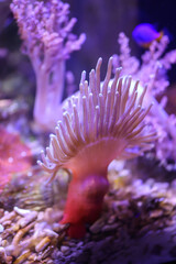 Naklejka na ściany i meble Eine Kupferanemone in einem Meerwasseraquarium.