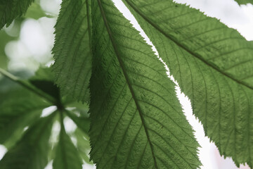big green textured leaves of chestnut closeup with streaks