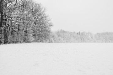 Obraz premium Beautiful winter forest. Scenic snow cowered landscape, snowy trees.