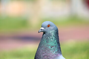 pigeon on grass