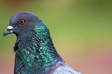 close up of a pigeon