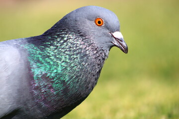 close up of a pigeon