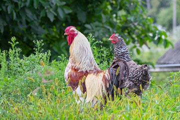 Rooster and chicken in the garden on the farm. Breeding chickens