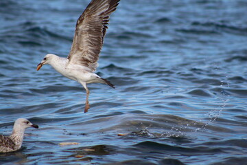 seagull in the sea