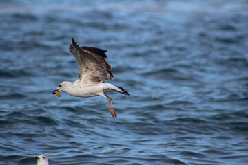 seagull in the sea