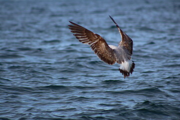 seagull on the water