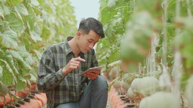 Smart Farming, Using Modern Technologies In Agriculture. Man Agronomist Farmer With Digital Tablet Computer In Green House Of Melon Farm
