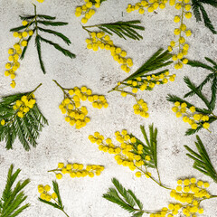Mimosa fresh flowers on ultimate gray with copy space