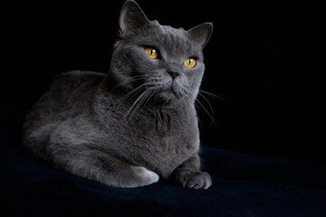 A gray Shorthair cat with yellow eyes looking at the camera. British shorthair cat with blue-gray fur and yellow eyes.