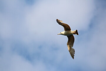 seagull in flight