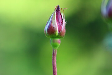 close up of flower