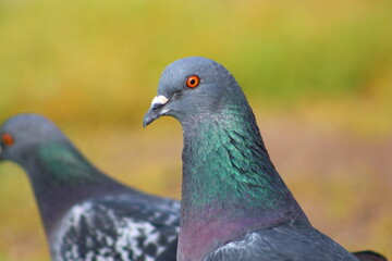 close up of a pigeon
