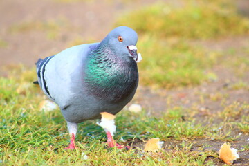 pigeon on grass