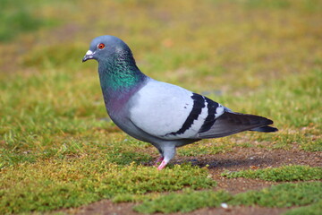pigeon in the park