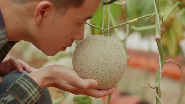 Asian Farmer Smelling Melon In Greenhouse Melon Farm
