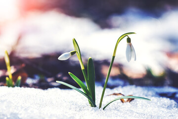 White snowdrops in the woods in the snow during sunrise
