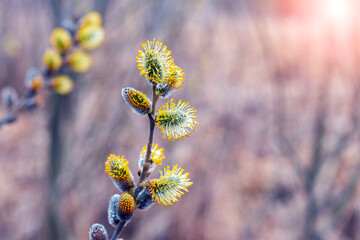 Willow branches with fluffy catkins on a blurred background in sunny weather