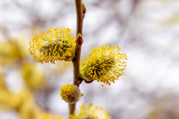 Willow branches with fluffy catkins in the woods on a light blurred background