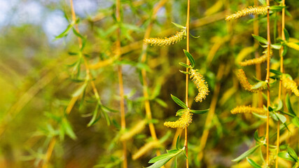 Willow branches with young leaves and catkins, willow flowering