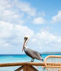 pelican on the blue beach